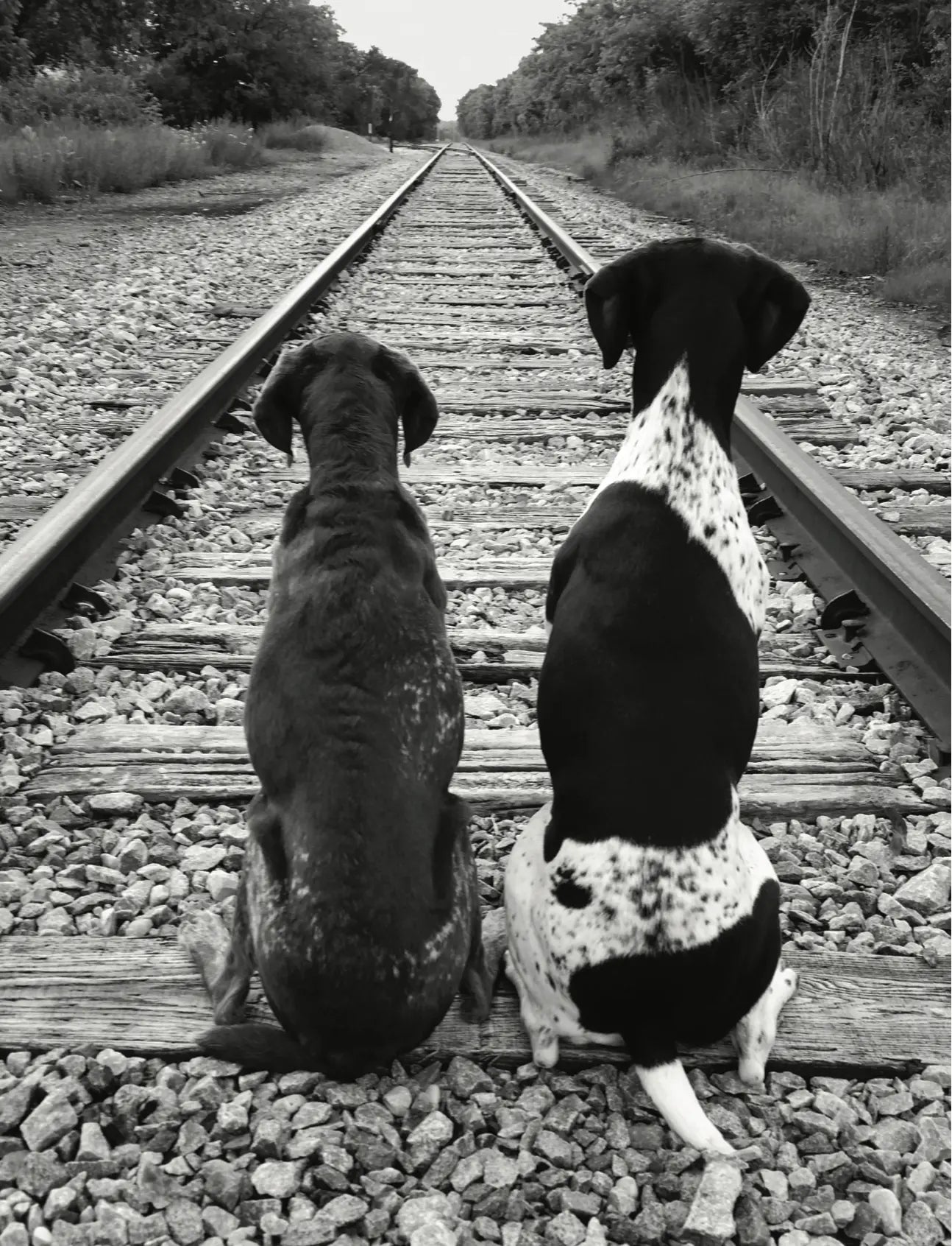 two dogs