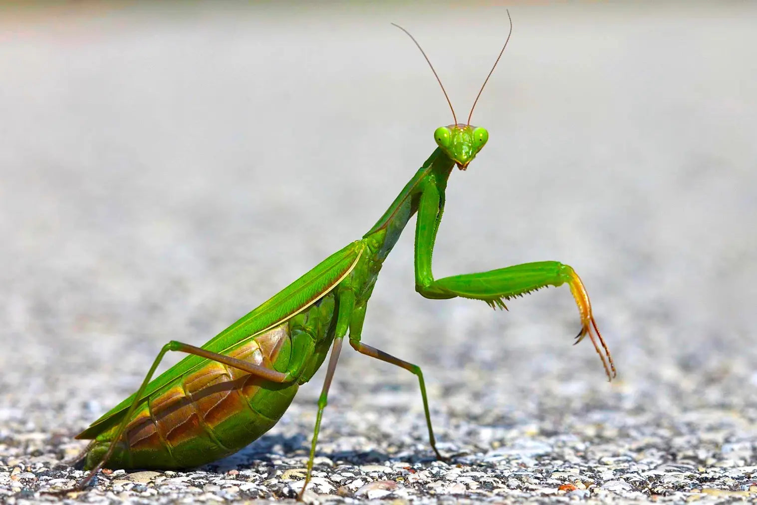 bright green praying mantis standing