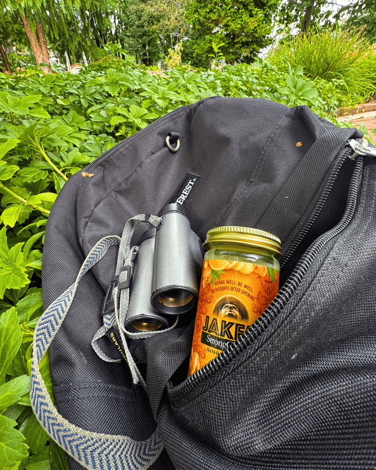 Premium Steeped Ginger Juice 4oz 12-Pack in a backpack next to binoculars among greenery.